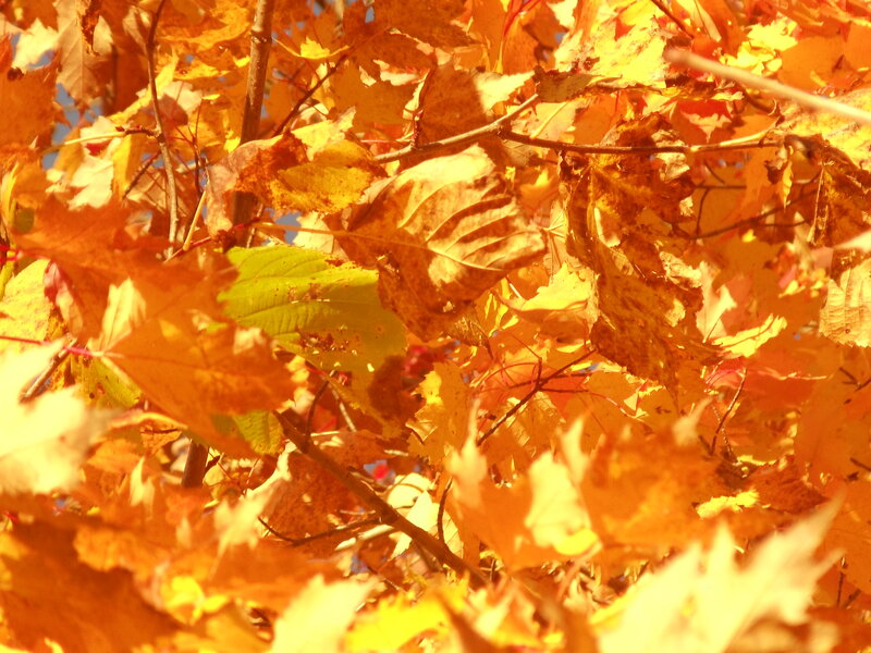 Autumn Leaves on Tree — Orange, Warm