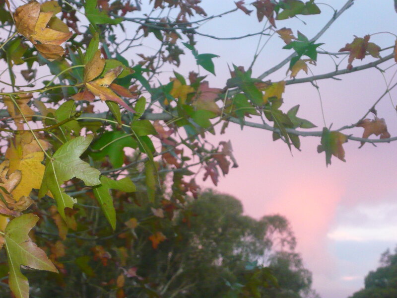 Autumn Leaves on Tree — Pink