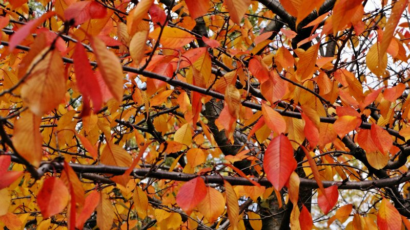 Autumn Leaves on Tree — Red, Calm, Photograph