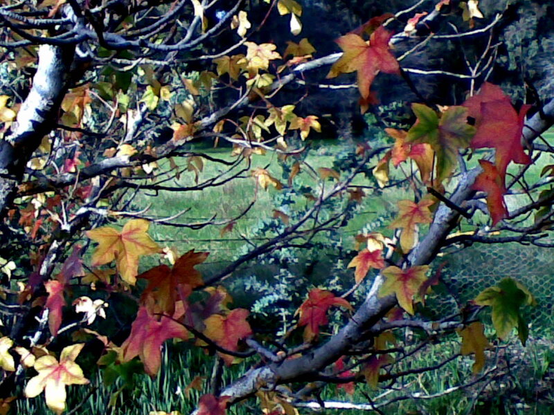 Autumn Leaves on Tree — Red, Calm