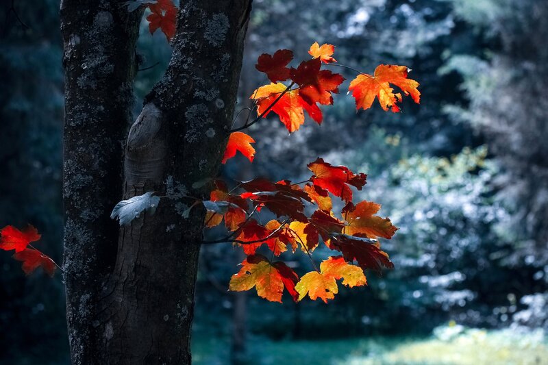 Autumn Leaves on Tree — Red, Dramatic