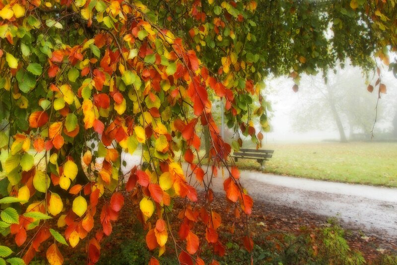 Autumn Leaves on Tree — Red, Serene, Photograph, Bench