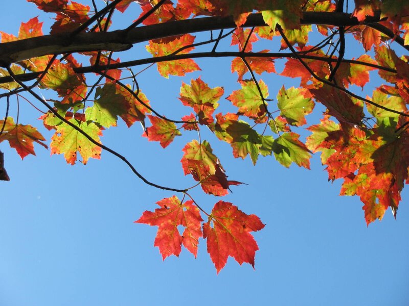 Autumn Leaves on Tree — Red, Serene, Photograph, Branches, Sky