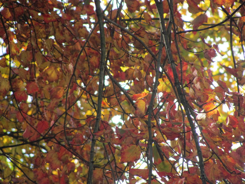 Autumn Leaves on Tree — Red, Serene, Photograph, Branches