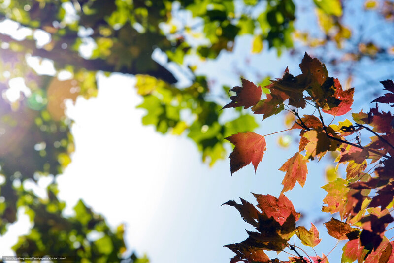 Autumn Leaves on Tree — Red, Serene, Photograph, Sunlight
