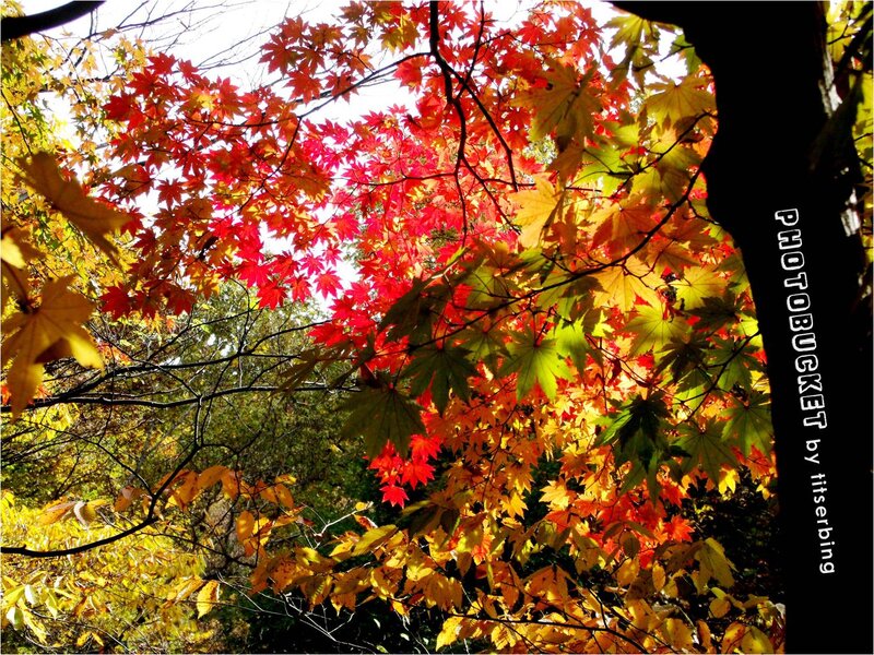 Autumn Leaves on Tree — Red, Serene, Photograph