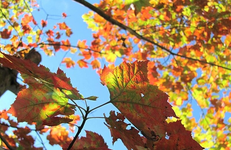 Autumn Leaves on Tree — Red, Serene, Photograph, Tree Branches