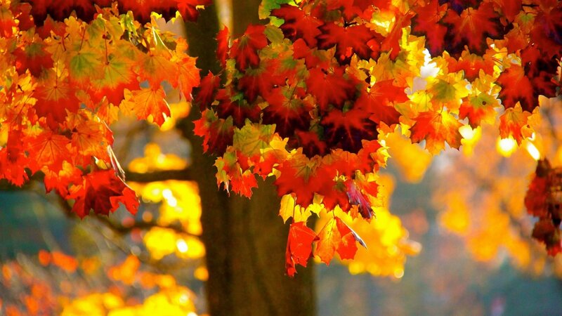 Autumn Leaves on Tree — Red, Serene, Photograph, Tree Trunk