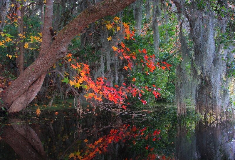 Autumn Leaves on Tree — Red, Serene