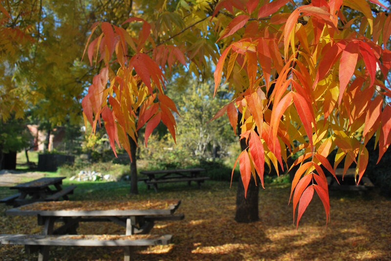 Autumn Leaves on Tree — Red