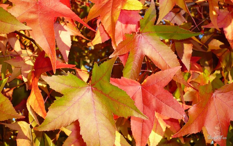Autumn Leaves on Tree — Red, Vibrant, Photograph, Branches, Sunlight