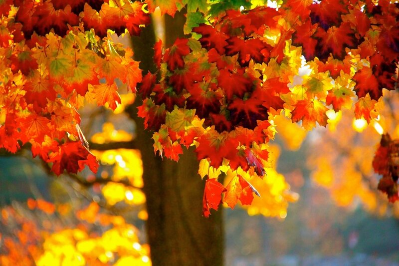 Autumn Leaves on Tree — Red, Vibrant, Photograph, Sunlight