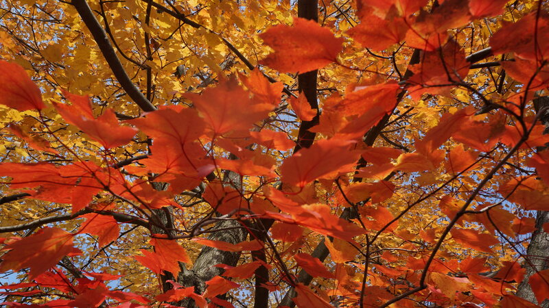 Autumn Leaves on Tree — Red, Vibrant, Photograph