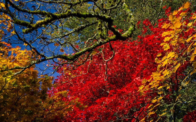 Autumn Leaves on Tree — Red, Vibrant, Photograph, Tree Branches