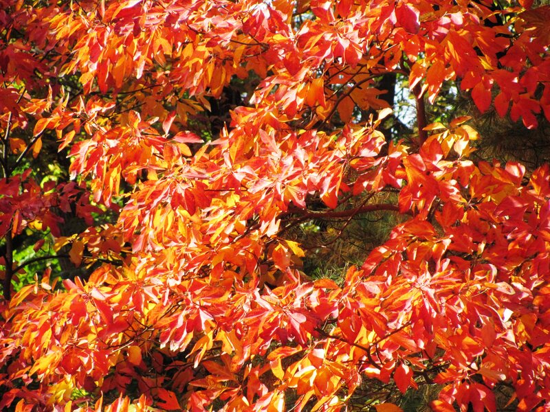Autumn Leaves on Tree — Red, Vibrant