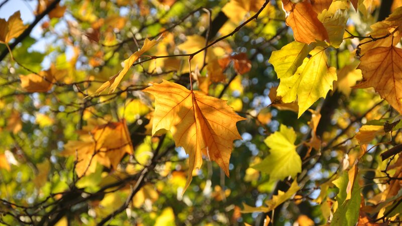 Autumn Leaves on Tree — Serene