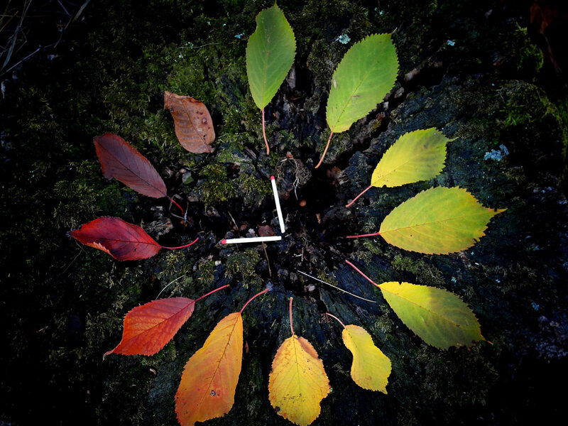 Autumn Leaves on Tree Stump