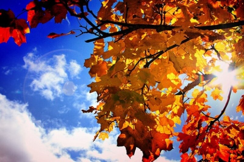 Autumn Leaves on Tree