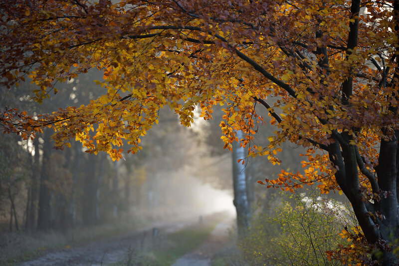 Autumn Leaves on Tree — Yellow, Serene, Morning