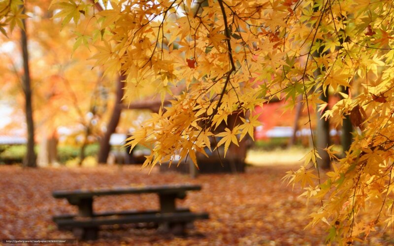 Autumn Leaves on Tree — Yellow, Serene, Photograph, Bench