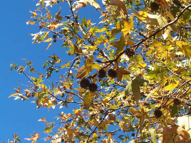 Autumn Leaves on Tree — Yellow, Serene, Photograph, Branches, Seed Pods
