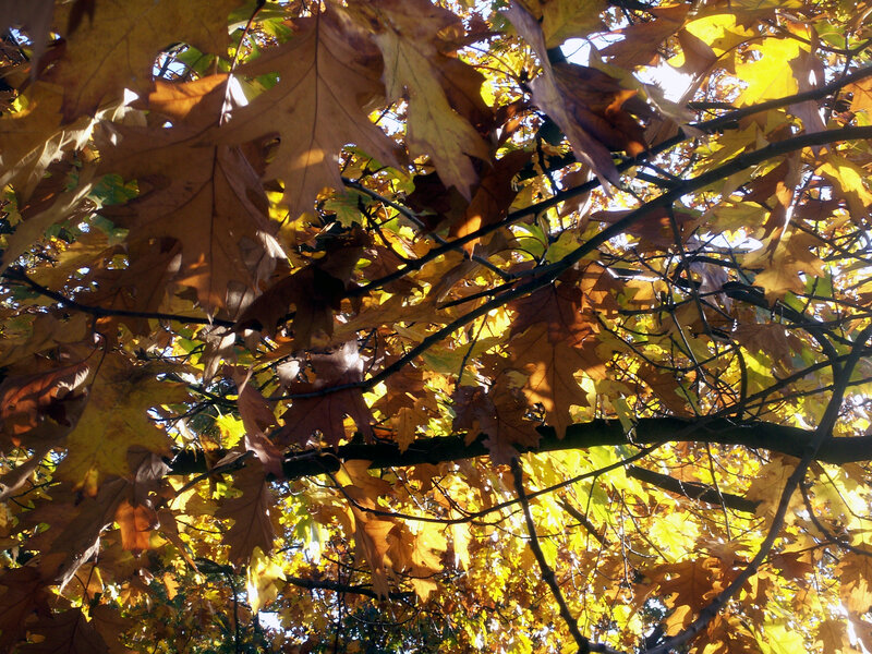 Autumn Leaves on Tree — Yellow, Serene, Photograph, Branches