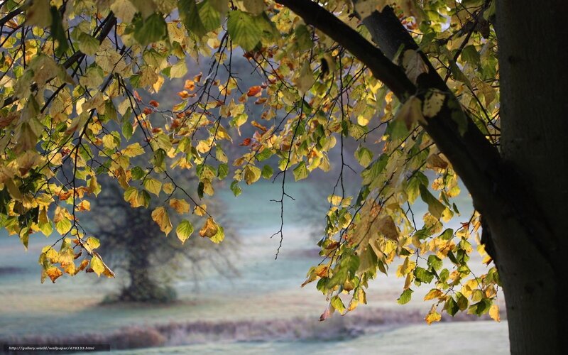 Autumn Leaves on Tree — Yellow, Serene, Photograph, Fog