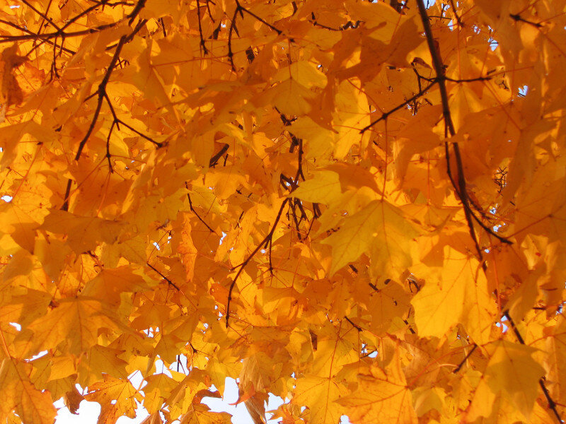 Autumn Leaves on Tree — Yellow, Serene, Photograph