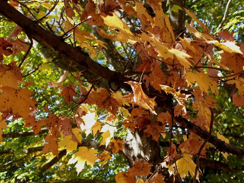 Autumn Leaves on Tree — Yellow, Serene, Photograph, Tree Branches, Sunlight