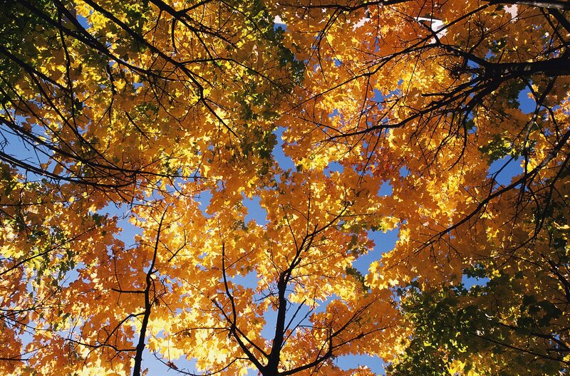 Autumn Leaves on Tree — Yellow, Serene, Photograph, Tree Branches