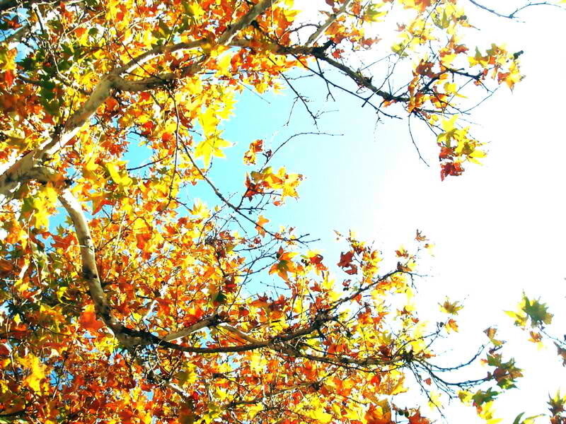 Autumn Leaves on Tree — Yellow, Serene