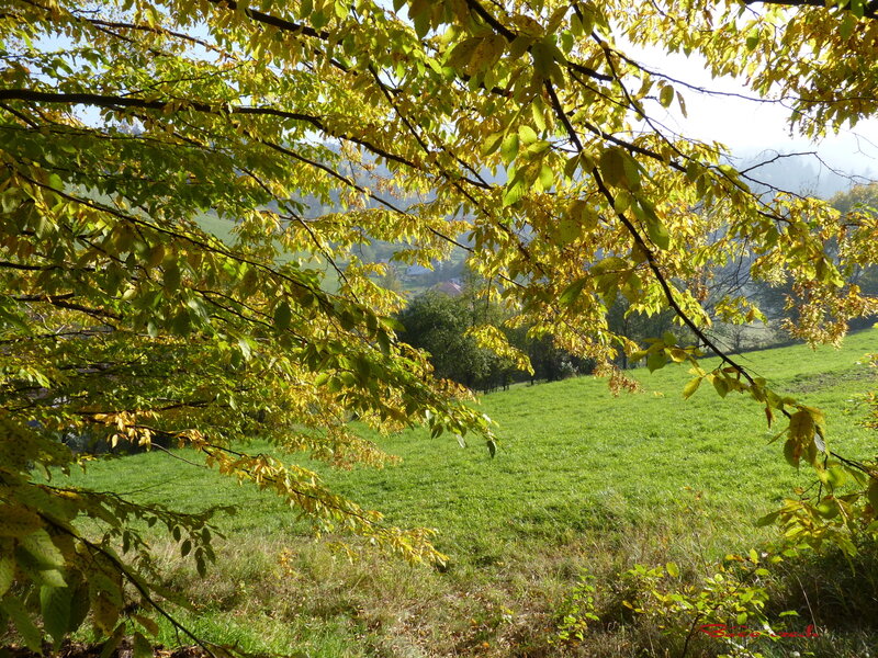 Autumn Leaves on Tree — Yellow