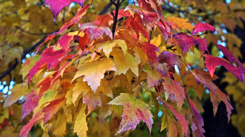 Autumn Leaves on Tree — Yellow, Vibrant, Photograph