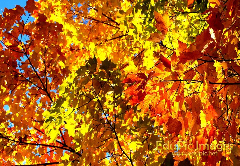 Autumn Leaves on Tree — Yellow, Vibrant