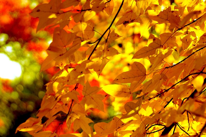 Autumn Leaves on Tree — Yellow, Warm