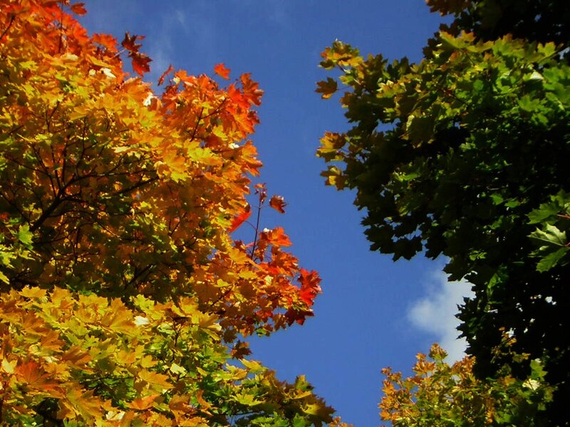 Autumn Leaves on Trees — Blue
