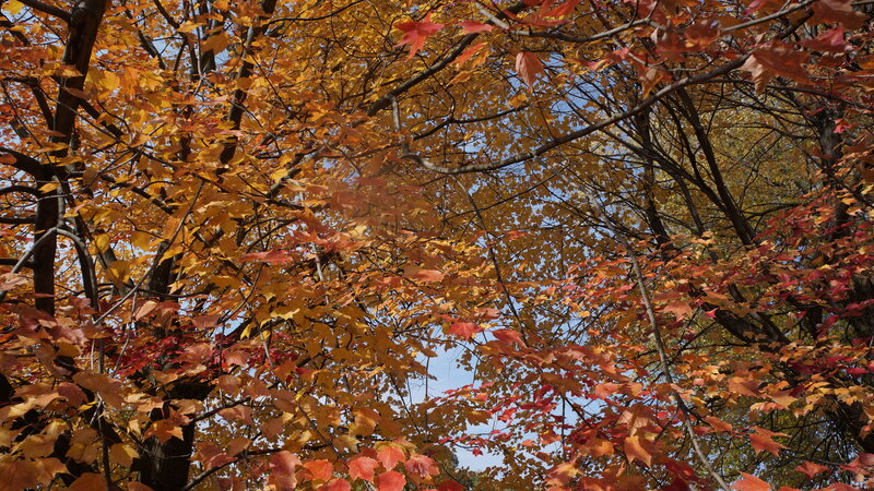 Autumn Leaves on Trees — Orange