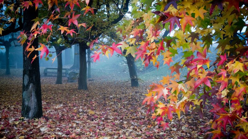 Autumn Leaves on Trees — Red, Serene