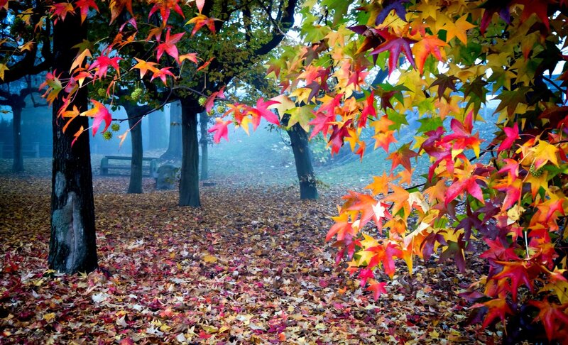 Autumn Leaves on Trees — Red
