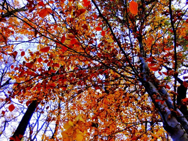 Autumn Leaves on Trees