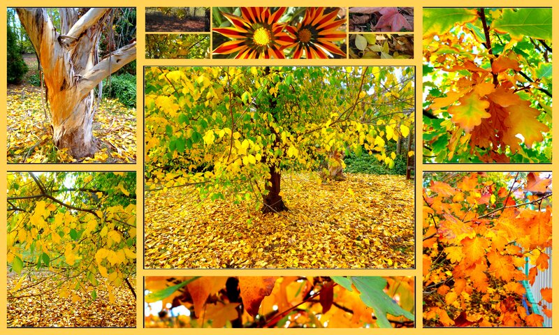 Autumn Leaves on Trees — Yellow, Serene