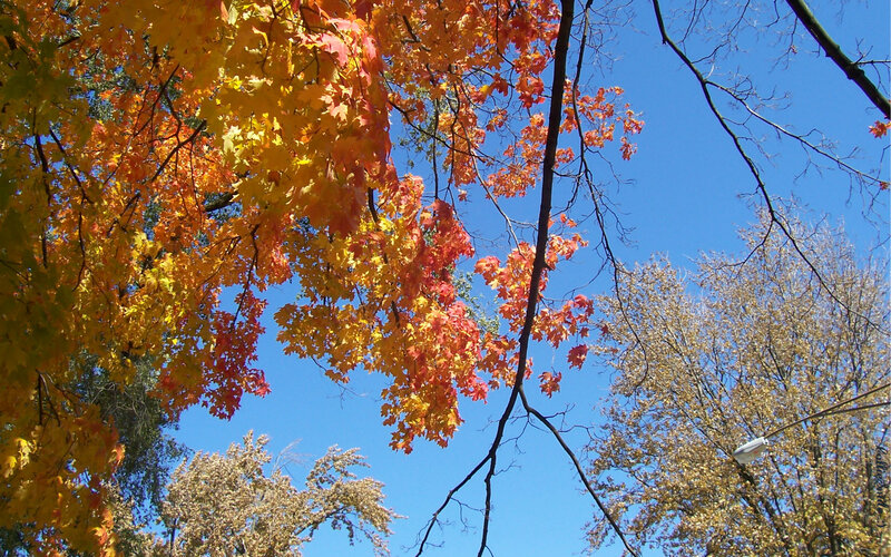 Autumn Leaves on Trees — Yellow