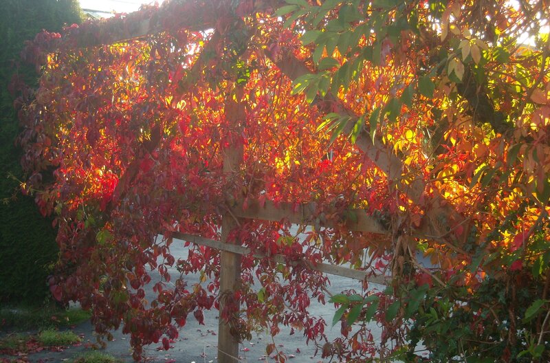 Autumn Leaves on Trellis