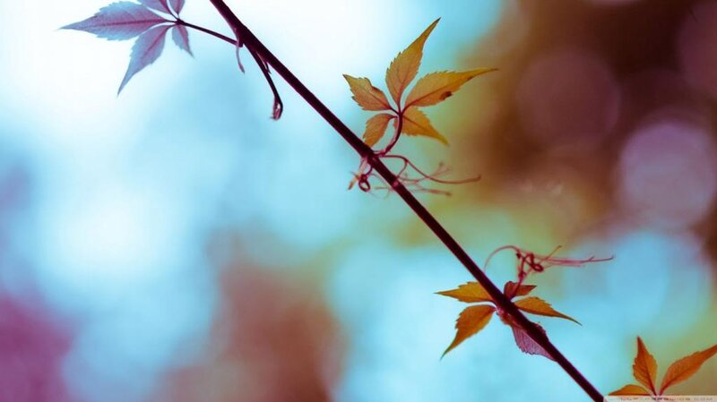 Autumn Leaves on Vine — Blue, Serene