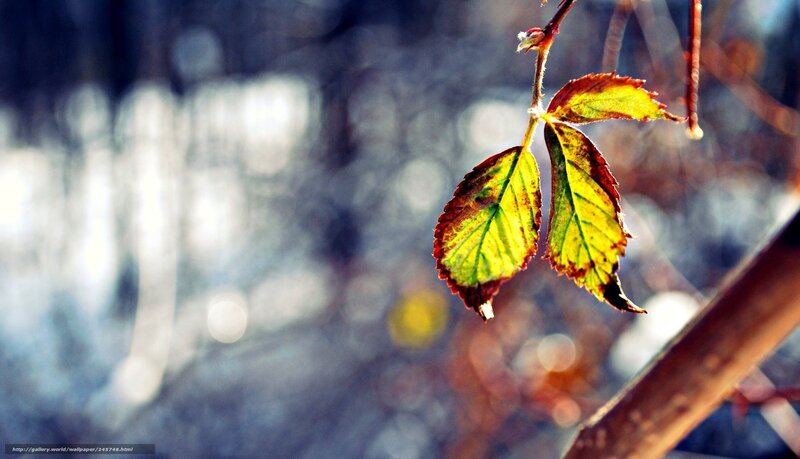 Autumn Leaves on Vine — Green, Serene