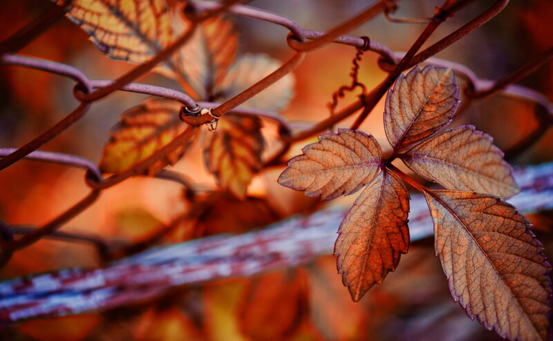 Autumn Leaves on Vine — Orange, Dramatic
