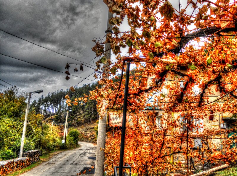 Autumn Leaves on Vine — Orange