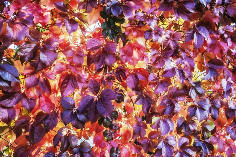 Autumn Leaves on Vine — Purple
