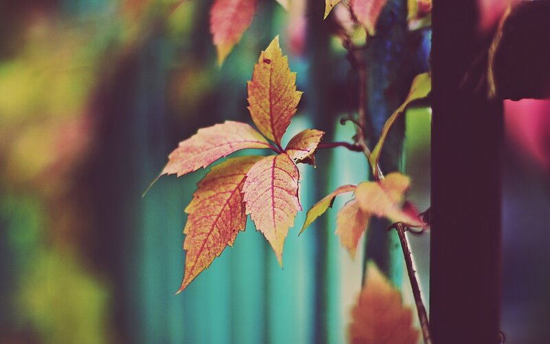 Autumn Leaves on Vine — Red, Calm