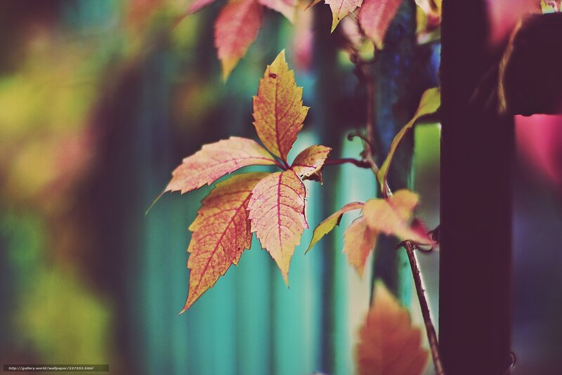 Autumn Leaves on Vine — Red, Serene